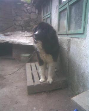Прикачена снимка