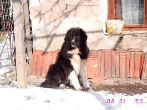 Прикачена снимка