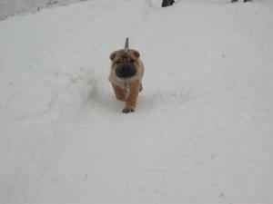 Прикачена снимка