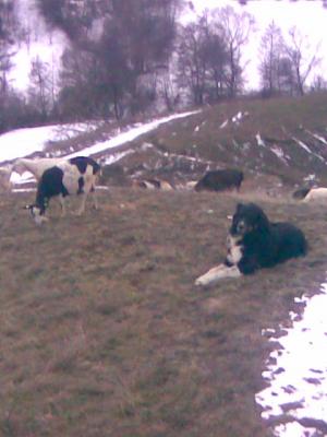 Прикачена снимка