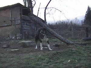 Прикачена снимка