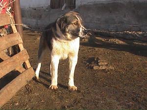 Прикачена снимка