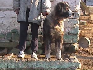 Прикачена снимка