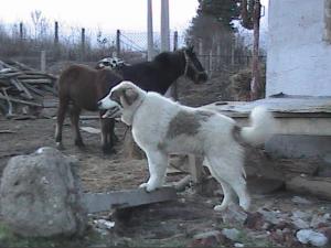 Прикачена снимка