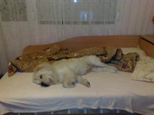 Прикачена снимка