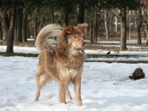 Прикачена снимка