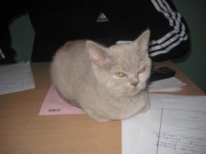 Прикачена снимка