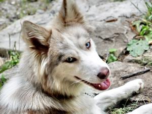 Прикачена снимка