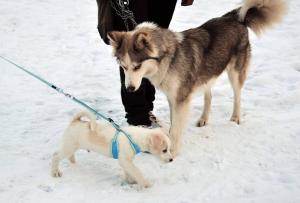 Прикачена снимка