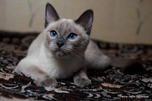 Прикачена снимка