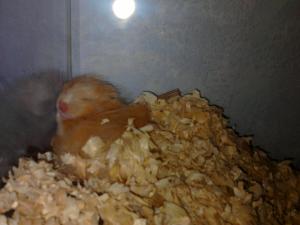 Прикачена снимка