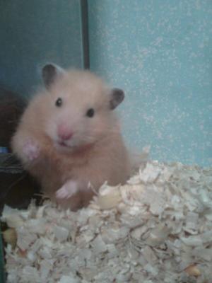 Прикачена снимка