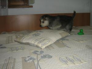 Прикачена снимка