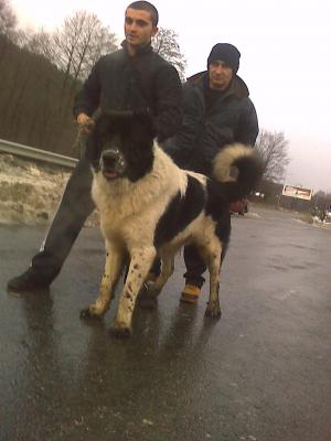 Прикачена снимка