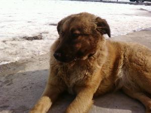 Прикачена снимка