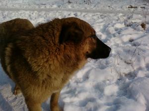 Прикачена снимка