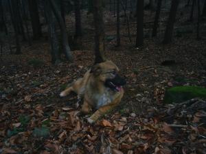 Прикачена снимка