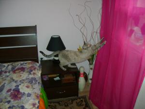 Прикачена снимка