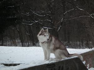 Прикачена снимка