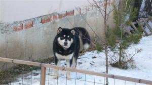 Прикачена снимка