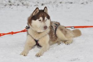 Прикачена снимка