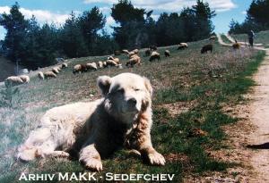 Прикачена снимка