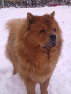 Прикачена снимка