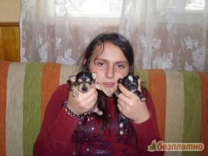 Прикачена снимка