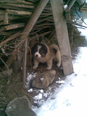 Прикачена снимка