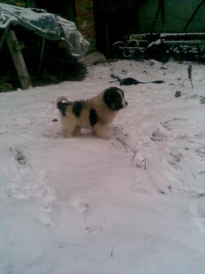 Прикачена снимка