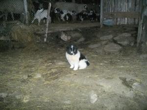 Прикачена снимка