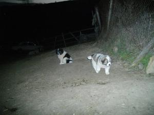 Прикачена снимка