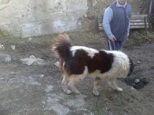 Прикачена снимка