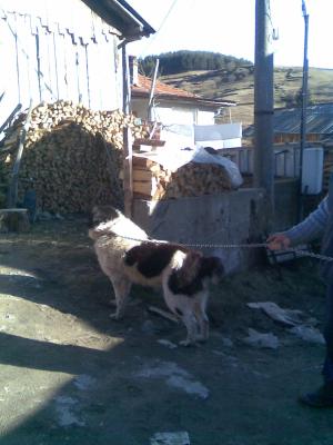 Прикачена снимка