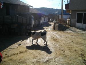 Прикачена снимка