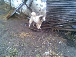 Прикачена снимка