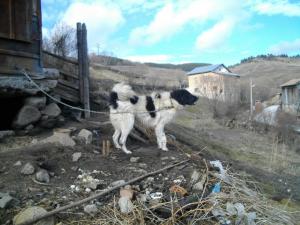 Прикачена снимка