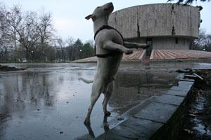 Прикачена снимка