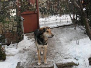 Прикачена снимка