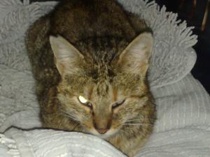 Прикачена снимка