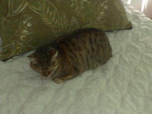 Прикачена снимка