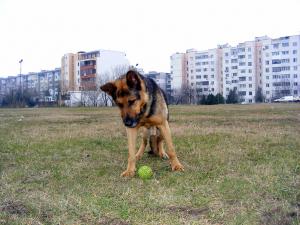 Прикачена снимка