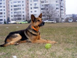 Прикачена снимка