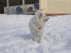 Прикачена снимка