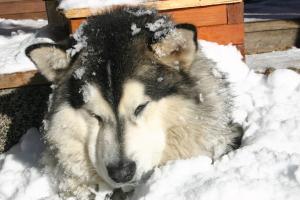 Прикачена снимка