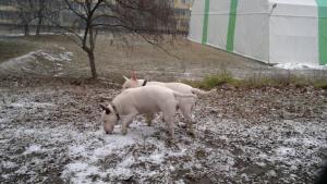 Прикачена снимка