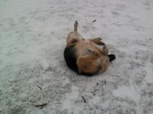 Прикачена снимка