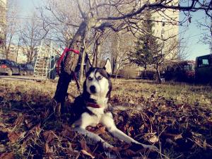 Прикачена снимка