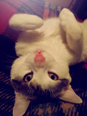 Прикачена снимка