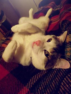Прикачена снимка